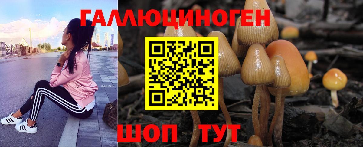 Кизляр  Псилоцибиновые грибы GOLDEN TEACHER  Вход с VPN 